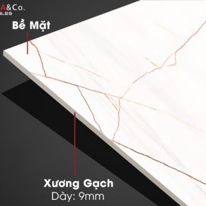 Xương và bề mặt gạch BIANCO ORO - Fiveaco