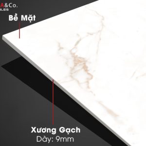 Bề mặt, xương gạch Golden Statuario
